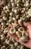 Bulbos de lirio de los valles perenne resistente al frío Lirio Ojo de Tigre flores de maceta para patio balcón plantación cuatro estaciones