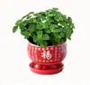 Planta en Maceta con un Toque de Fragancia, Planta Verde con Aroma Fuerte para Sala de Estar, Balcón, Repelente de Mosquitos, Repelente de Insectos, Suculenta con Aroma, con Tierra para Macetas