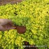 Grama de Buda Atacado Folha de Ouro Grama de Buda Folha Verde Grama de Buda Tira Dourada Cobertura de Solo Paisagismo Copo em Vaso Perenes Florais