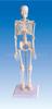 Modelo de Esqueleto Humano ZM1004 de 45 cm - Modelo Anatómico Médico para Enseñanza Maniquí