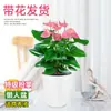 Planta de Anturio en Maceta con Flores, Planta Hidropónica, Planta Verde de Interior Fácil de Cuidar, Adecuada para Personas Perezosas, Flores para Todas las Estaciones, Planta de Moda