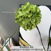Hortênsia Artificial Redonda de Haste Única para Arranjo de Arco de Salão de Casamento, Material Floral de Decoração Suave Interna Simples para Sala de Estar Mesa de Jantar Flor Artificial