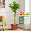 Plantones de Limón para Perfume, Plantas Verdes Grandes, Plantas en Maceta Escandinavas, Sala de Estar, Balcón Interior, Florece y Da Fruto en Todas las Estaciones, Purifica el Aire