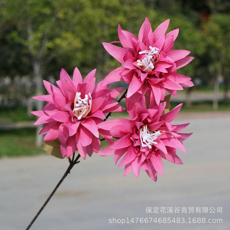 3头单支小爪菊-玫红_副本