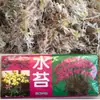Plantas de Piedra Absorbente Plantas Verdes Piedra de Agua Acuaterrario Tanque de Selva Rocalla Paisajismo Musgo Helecho Micro-paisaje Plantas de Bonsái