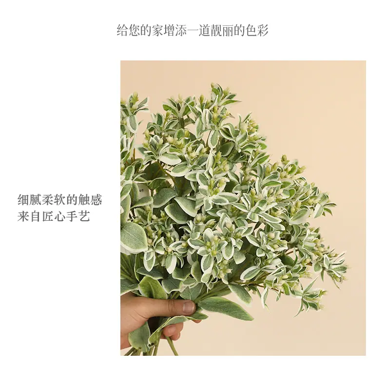 屿初短枝白边叶_05.jpg