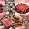 Variedades de Plantas Suculentas Principiante Carne Combinación de Carnes Paquete Huevo de Durazno Flores Rubí Plantas Pequeñas en Maceta Protección contra la Radiación
