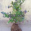 Plantones de Arándano Elizabeth para Plantar en el Patio, Plantas de Maceta para Balcón para Plantar en el Norte y Sur con Plantones de Tierra Original