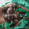 Venta al por mayor de Bulbos de Orquídea, Plántulas de Orquídea, Plántulas de Puerro, Bulbos de Lycoris en Maceta de Lirio de Lluvia, Plántulas de Orquídea Cebolla, Cubresuelos Florales
