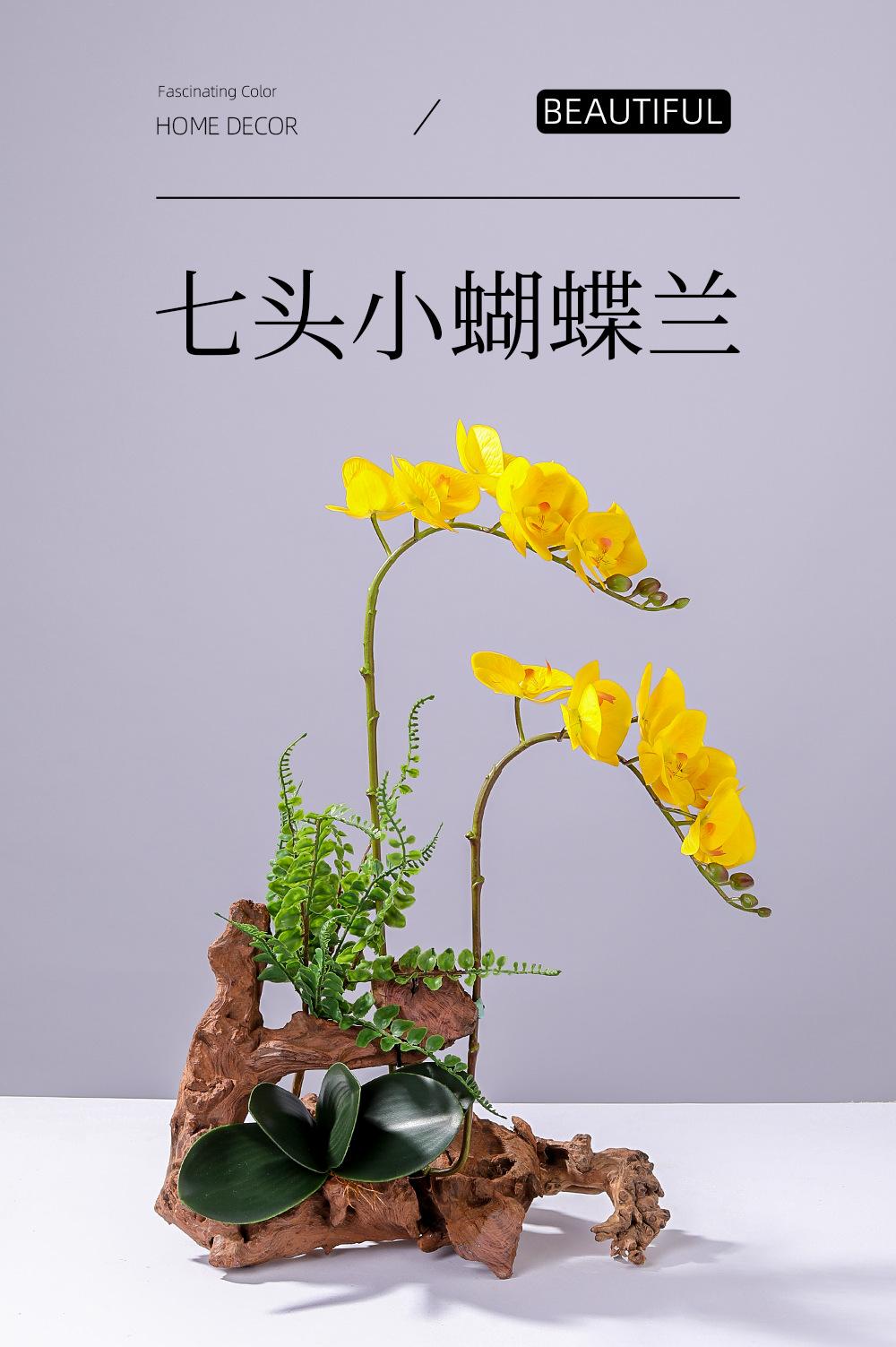 小7头蝴蝶兰详情图