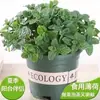 Planta en Maceta Auténtica de Hierba Medicinal China para Nutrición y Protección del Hígado, Planta Araña Perenne, Resistente al Frío, Repele Mosquitos para Balcones