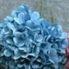 135 Piezas de Hortensia Artificial Grande de Rama Única Francesa Exportación Transfronteriza Venta al por Mayor Decoración para el Hogar y Bodas Flores Artificiales de Interior