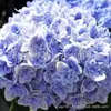 Hortensia de verano sin fin Plantas en maceta que florecen en todas las estaciones Plantas florales y verdes Resistente al frío Balcón de interior Patio Pila antigua Florales