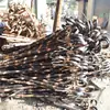 Fabricante Bengala de Rattan Bengala de Rattan Bengala Resistente Bengala para Caminhada Venda por Atacado Bengala para Trilha