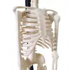 Qinghua Qh3302-6-2 Esqueleto Humano 42cm Modelo Biológico Cráneo Óseo Médico de Enseñanza Desmontable Personalización