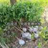 Una Pieza de Plántulas de Durazno Amarillo Huangting para Plantar en los Patios Norte y Sur, Plantas en Maceta para Plantar en Todas las Estaciones, Plántulas de Árbol de Durazno Frutal Injertado