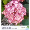 Planta de Hortensia en Maceta con Capullos de Flor, Plántulas de Flor Endless Summer, Flores para Todas las Estaciones, Balcón, Patio, Plantas Verdes de Interior en Flor