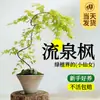 Flor Hoja Primavera Manantial Fluyente Arce de Primavera Planta Verde en Maceta Estudio Sala de Estar Planta de Patio Sauce Dorado Arce de Primavera Bonsái Estilo Zen Japonés