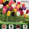 Bulbos de Tulipa Importados Solo Hidropônico Interno/Externo Fácil de Cultivar Planta de Vaso Fácil de Cultivar no Inverno Direto da Fonte