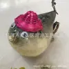 Concha de Caracol Natural con Tapa, Ejemplar de Pez Globo, Producto Terminado Decorativo para Educación Científica, Diseño Creativo