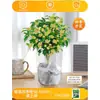 Plántulas de Osmanthus Florales en Maceta Todo el Año Osmanthus Agosto Osmanthus de Interior Fácil de Cultivar Comestible Balcón Patio Plantas Muy Aromáticas