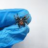Aranha vento escuro diamante aço titânio labial unha osso da orelha unha estilo punk europeu e americano perfuração transfronteiriça acessórios Yiwu joias