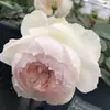 Bolero de una pieza para envío directo, plántulas de flor de rosa, plantas en maceta, florecen en todas las estaciones y son fragantes para balcón y patio, rosas de color rosa claro