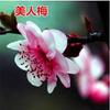 Jardín de Flores para Dropshipping, Wintersweet, Ciruela Roja, Ciruela Negra, Ciruela Verde, Ciruela Blanca, Brote de Wintersweet Corazón Liso, Maceta de Flor de Ciruelo