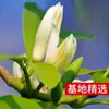 Orquídea Blanca y Orquídea Amarilla Maceta de Orquídea con Capullos, Planta de Flor de Aroma Fuerte, Patio Interior, Florece en Todas las Estaciones, Fácil de Mantener y Vivir