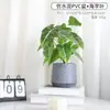 Lujo Ligero Estilo Escandinavo Planta Potos Simulada Bonsái Flores Artificiales Adornos Hoja de Tortuga Maceta Mesa Decoraciones de Flores Falsas
