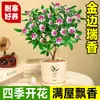 Planta en Maceta Daphne de Phnom Penh, Plántula de Semillero de Pila Vieja de Aroma Fuerte con Capullos, Planta de Flor para Balcón Resistente al Frío, Flor de Interior, Flor de Nochevieja