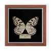 Especimen de Mariposa Real Colgante de Madera Estilo Nórdico Simple Moderno Regalo de Cumpleaños Marco de Fotos de Madera Simple