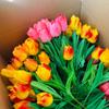 Flor Artificial Tulipán suministros para bodas festival de primavera suministros de Año Nuevo mayoreo y menudeo