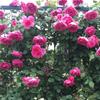 Plántulas de Rosas Trepadoras, Plantas en Maceta Luna Europea, Plántulas de Rosas Trepadoras, Rosas de Floración Multiestacional, Versión Paquete para Balcón y Patio