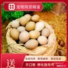 Huevos de Codorniz Fertilizados al por Mayor Que Pueden Eclosionar en Polluelos Miniatura, Huevos de Codorniz Populares, Huevos de Codorniz para Cría, Raza Alemana, Variaciones Blancas y Grises