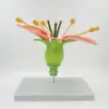 Flor de Gêmeos (Flor de Maçã) Estame da Flor Estrutura da Planta Estrutura Ampliada Modelo de Anatomia Display de Ensino Biológico