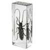 Especímenes de Insectos de Resina Real: Insectos Reales, Escarabajos, Arañas, Ciervos Voladores, Escarabajos Rinoceronte, Escorpiones, Ciempiés, Cangrejos, Mantis Religiosas, Adornos de Especímenes