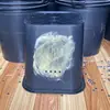 Cubo Atrayente Cuadrado para Abejas, Tratamiento Escarchado Engrosado, Cubo Cuadrado de Plástico, 3 Cubos, 5 Cubos, 10 Cubos, Ver Descripción
