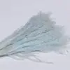 Flores Secas Hada del Polvo de Cerdas Suaves de Yunnan Flores DIY Decoración del Hogar Ramo con Accesorios para Disparos Venta al por Mayor Transfronteriza