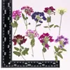 Flor de Cerezo Seca con Ramas, Marco de Fotos Hecho a Mano en Relieve, Pintura de Calcomanía Facial, Hojas Reales, Paquete de Material en Relieve, Especímenes de Plantas