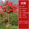 Árbol de Rosa Tocón [Florece en Todas las Estaciones] Plántulas de Flor en Forma de Palo de Rosa Tocón Rosas de Flor Grande No Se Pueden Cultivar en el Patio