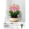 Plántulas de Orquídeas, Plantas de Phalaenopsis en Maceta, Clivias Florales y Plantas Verdes Fáciles de Cultivar, Florecen en Todas las Estaciones, Boutique para Sala de Estar Balcón con Aroma Fuerte