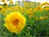 Sementes de Centáurea Perene no Atacado de Várias Regiões, Sementes de Dianthus Multicolores, Flores Medicinais, Flores de Trigo Gigantes, Sementes para Jardinagem