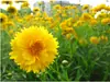 180 Variedades de Sementes de Flores Não Repetitivas, Fáceis de Cultivar em Todas as Estações, Podem Afastar Mosquitos, Adequadas para Varandas Internas e Externas, Distribuição Transfronteiriça