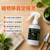 Transplante e plantio fixo de mudas de plantas Lingzhi, transplante para aumentar a taxa de sobrevivência, enraizamento e fortalecimento de mudas, alta absorção de fertilizantes solúveis em água