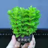 Un Juego Completo de Plantas Acuáticas Esféricas Perezosas, Hierba Crisantemo Verde, Paisajismo para Acuario de Pez Betta Oxigenado, No Necesita Arena de Fondo para Purificar la Calidad del Agua