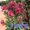 Plántulas de Azufaifo para Patio, Plantas en Maceta Cohete Rojo Americano, Flores para Patio de Villa, Plantas Verdes, Flores de Azufaifo en Maceta para Cuatro Estaciones