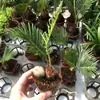 Plantas de Piedra Absorbente Plantas Verdes Piedra de Agua Acuaterrario Tanque de Selva Rocalla Paisajismo Musgo Helecho Micro-paisaje Plantas de Bonsái