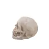 Especimen de Cráneo Médico Molde Médico Cráneo de Resina Halloween Accesorios de Calavera Manualidades Modelo de Calavera