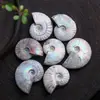 Venta al por mayor de fábrica fósiles de caracol naturales de colores, piedras en bruto, especímenes de animales marinos, artículos decorativos, gemas, amolitas, caracolas, conchas